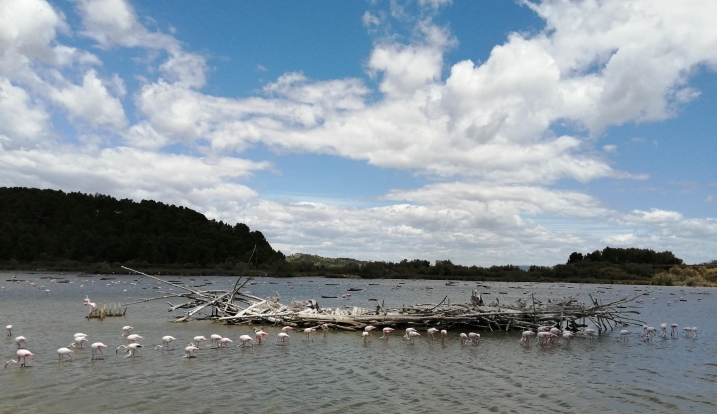 Tough Birds, Fragile Homes. International Flamingo Day 2022